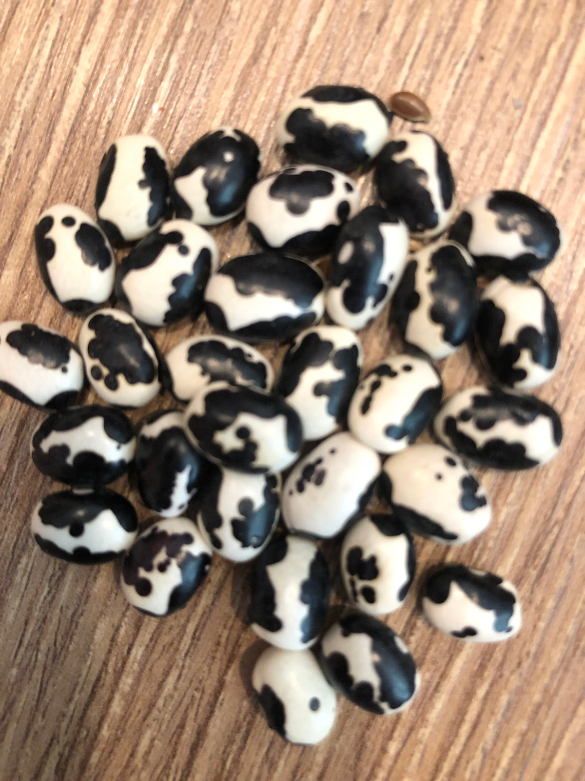 Frijol Vaquita