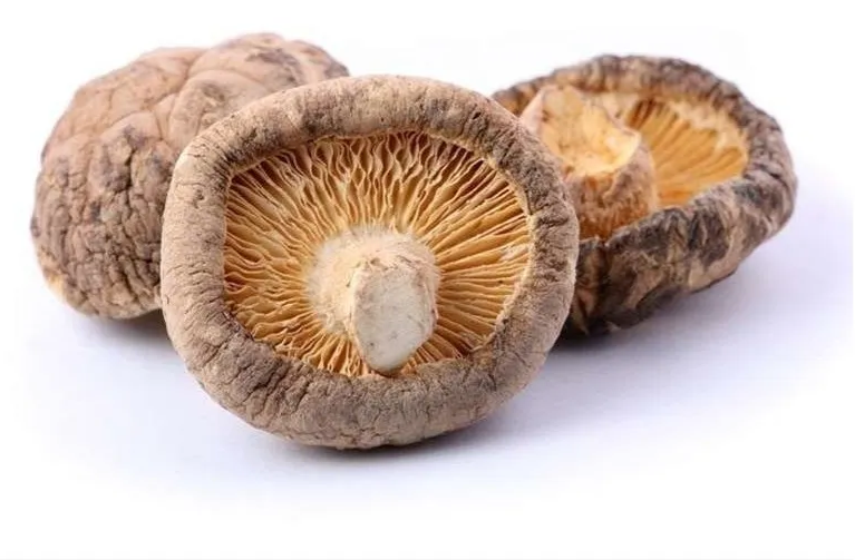 Hongo shiitake