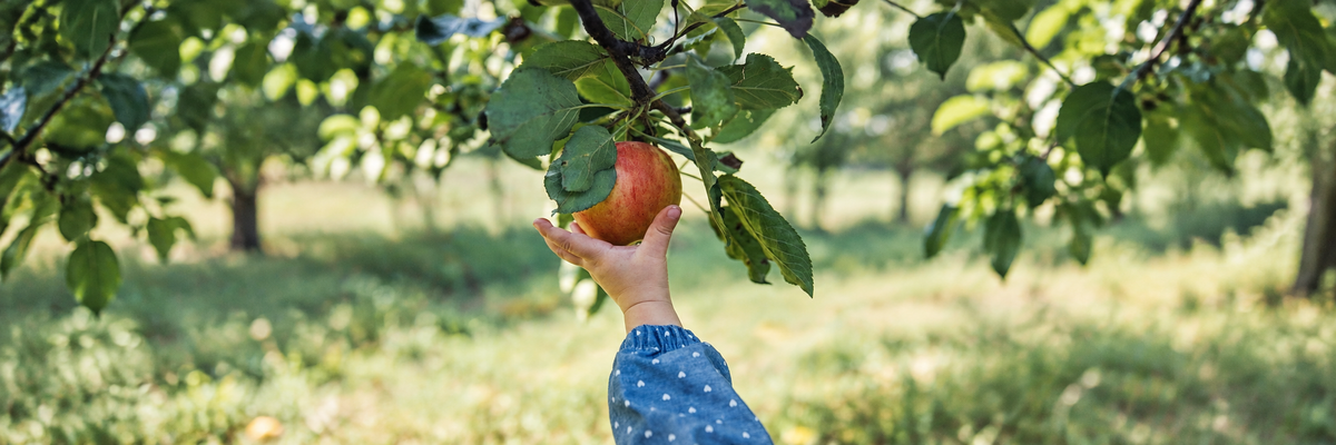 Una mano infantil recogiendo una manzana en el huerto