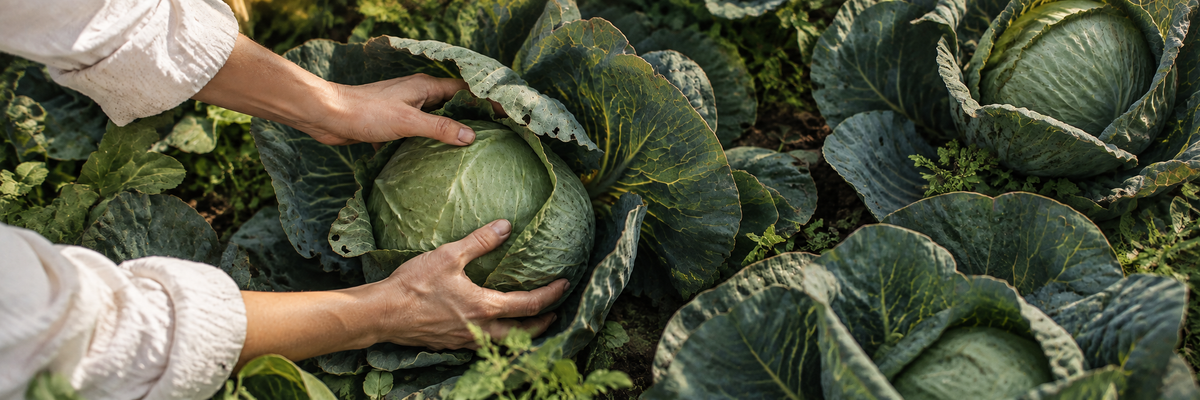 Cosecha en una huerta de verduras