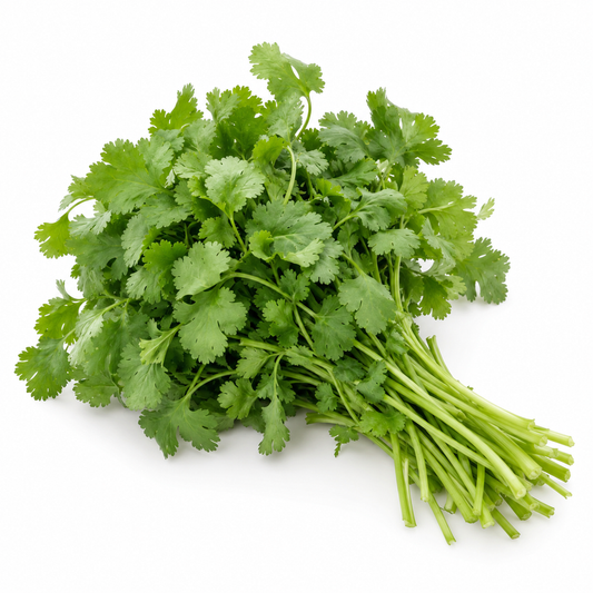Cilantro — imagen ilustrativa del producto