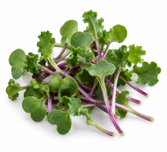 Microgreens Kale — imagen ilustrativa del producto